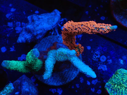 3色アソートエダコモン