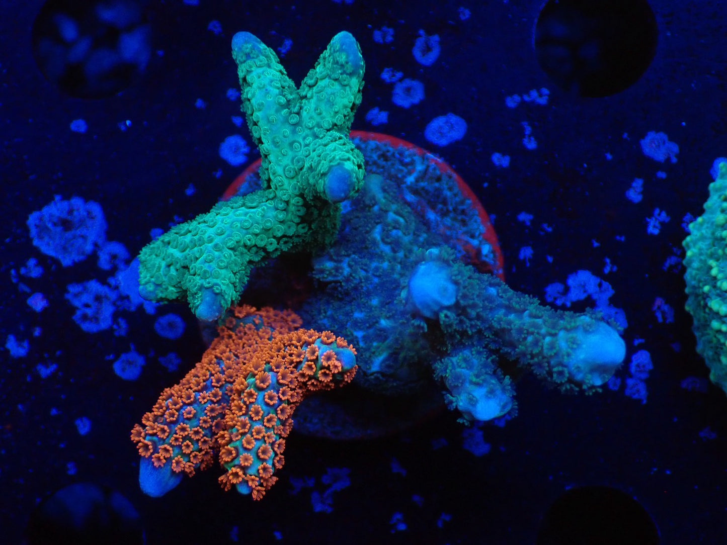 3色アソートエダコモン