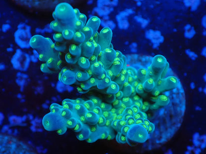 ミドリイシフラグ011