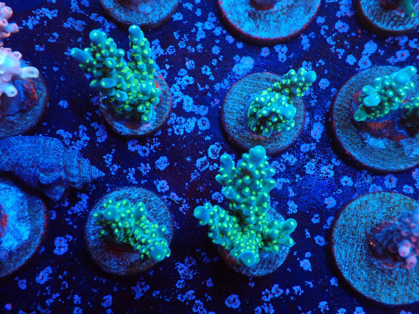 ミドリイシフラグ011