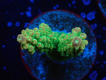 ミドリイシフラグ09