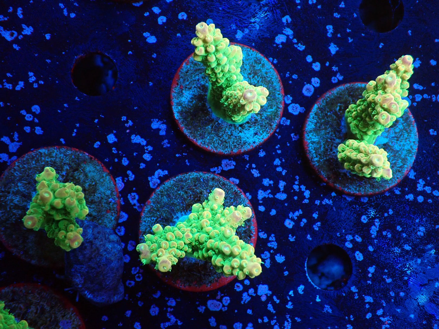 ミドリイシフラグ09