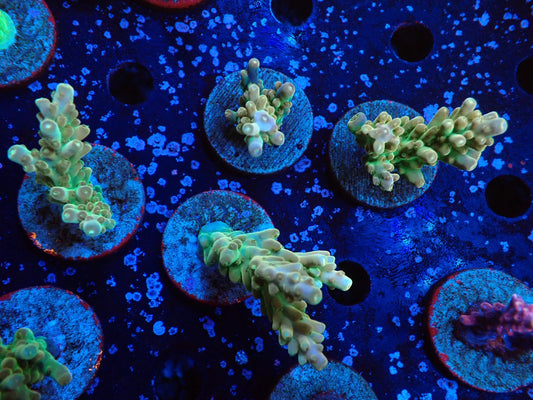 ミドリイシフラグ10