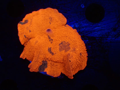 Jawbreaker Mushroom022