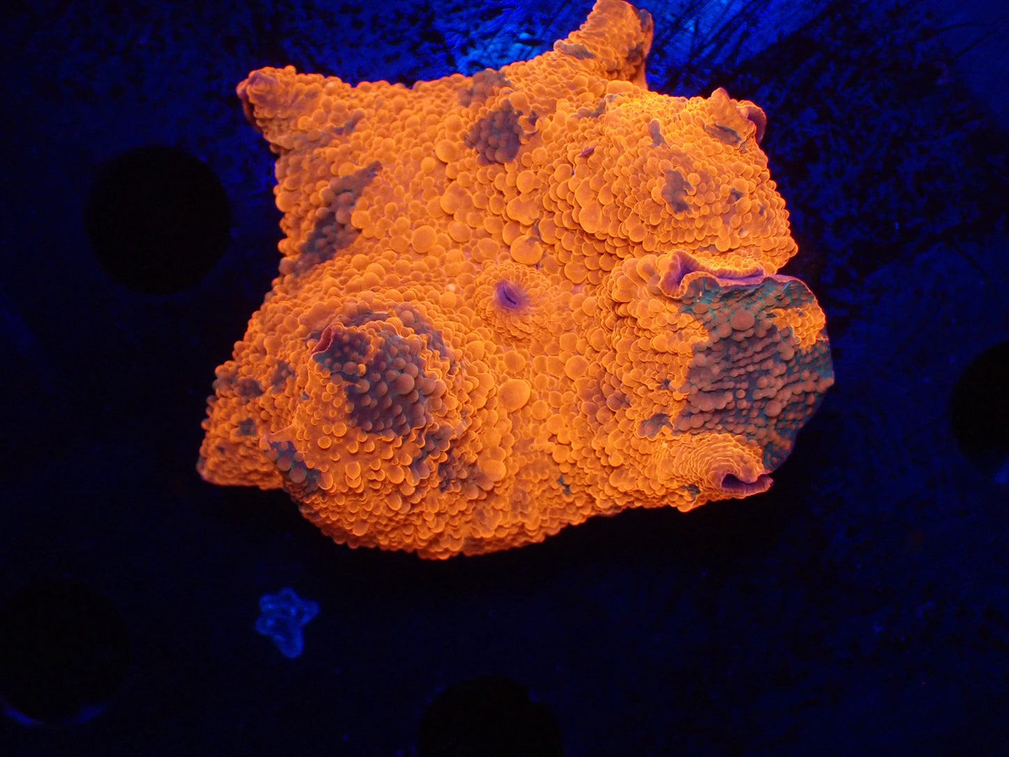 Jawbreaker Mushroom021