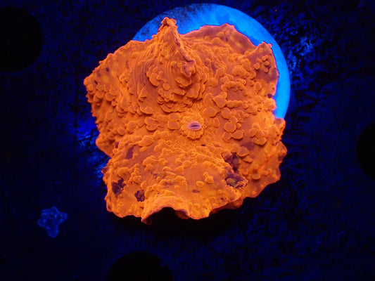 Jawbreaker Mushroom020