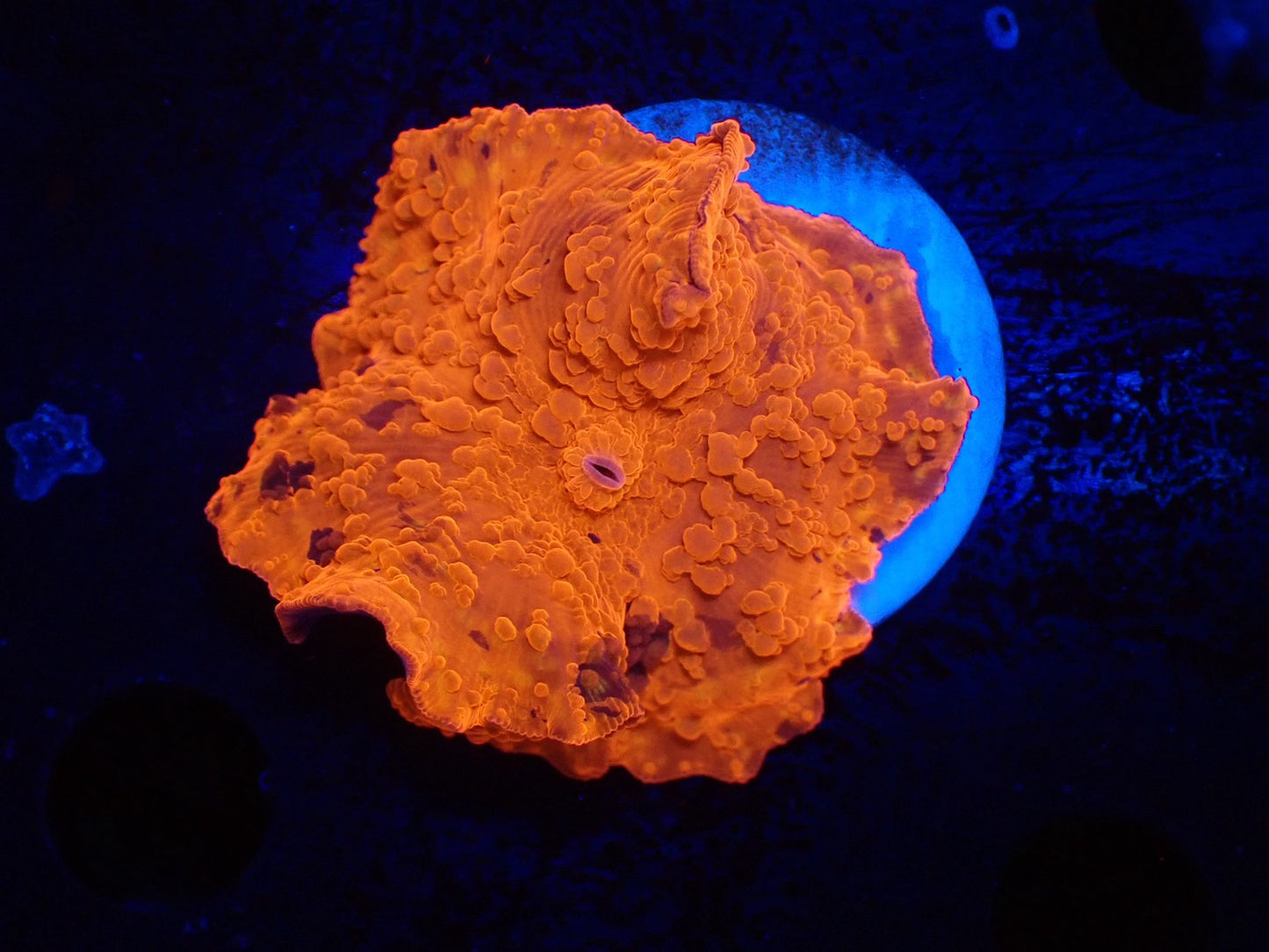 Jawbreaker Mushroom020