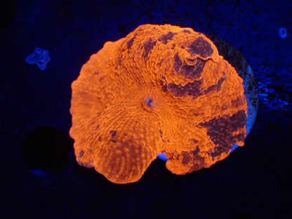 Jawbreaker Mushroom018