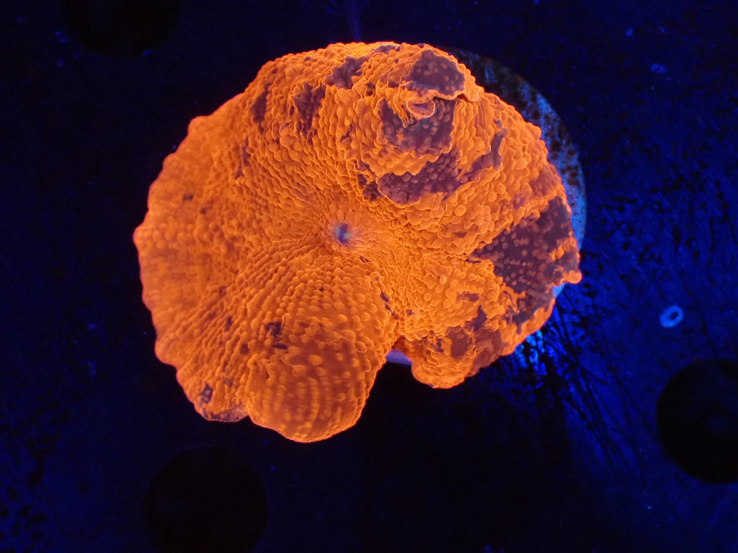 Jawbreaker Mushroom018