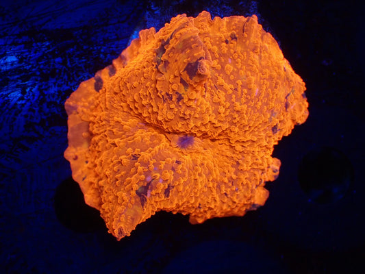 Jawbreaker Mushroom017