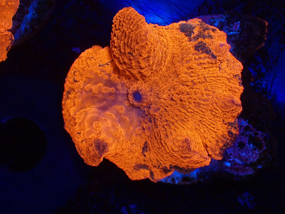 Jawbreaker Mushroom016