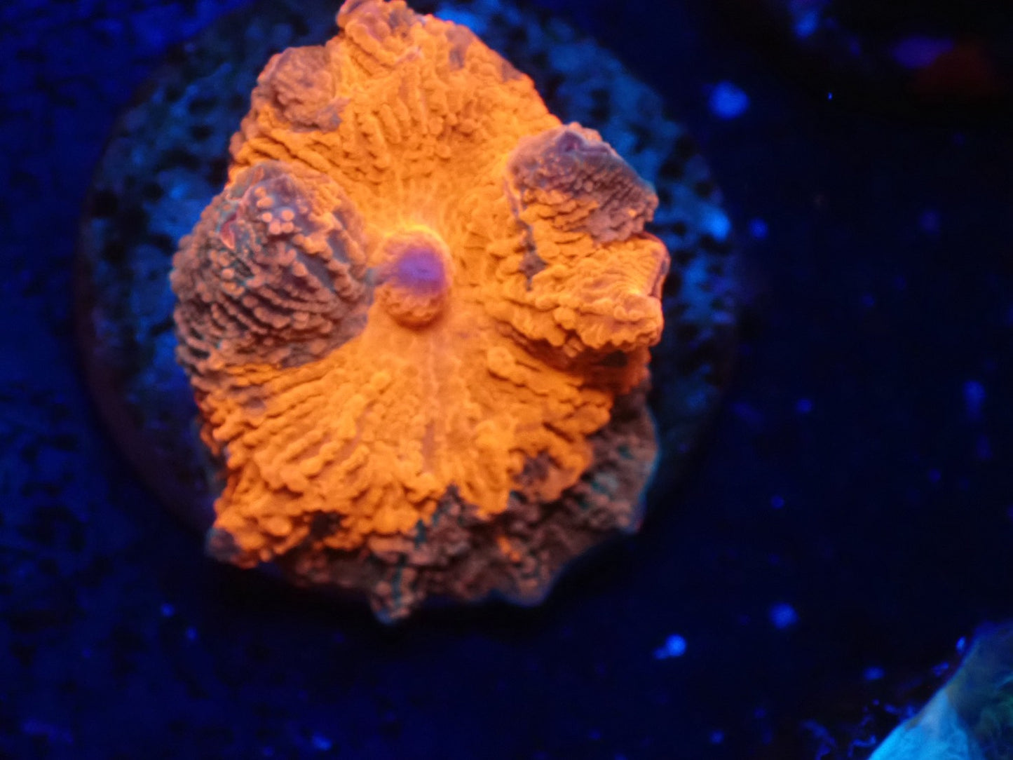 Jawbreaker Mushroom011