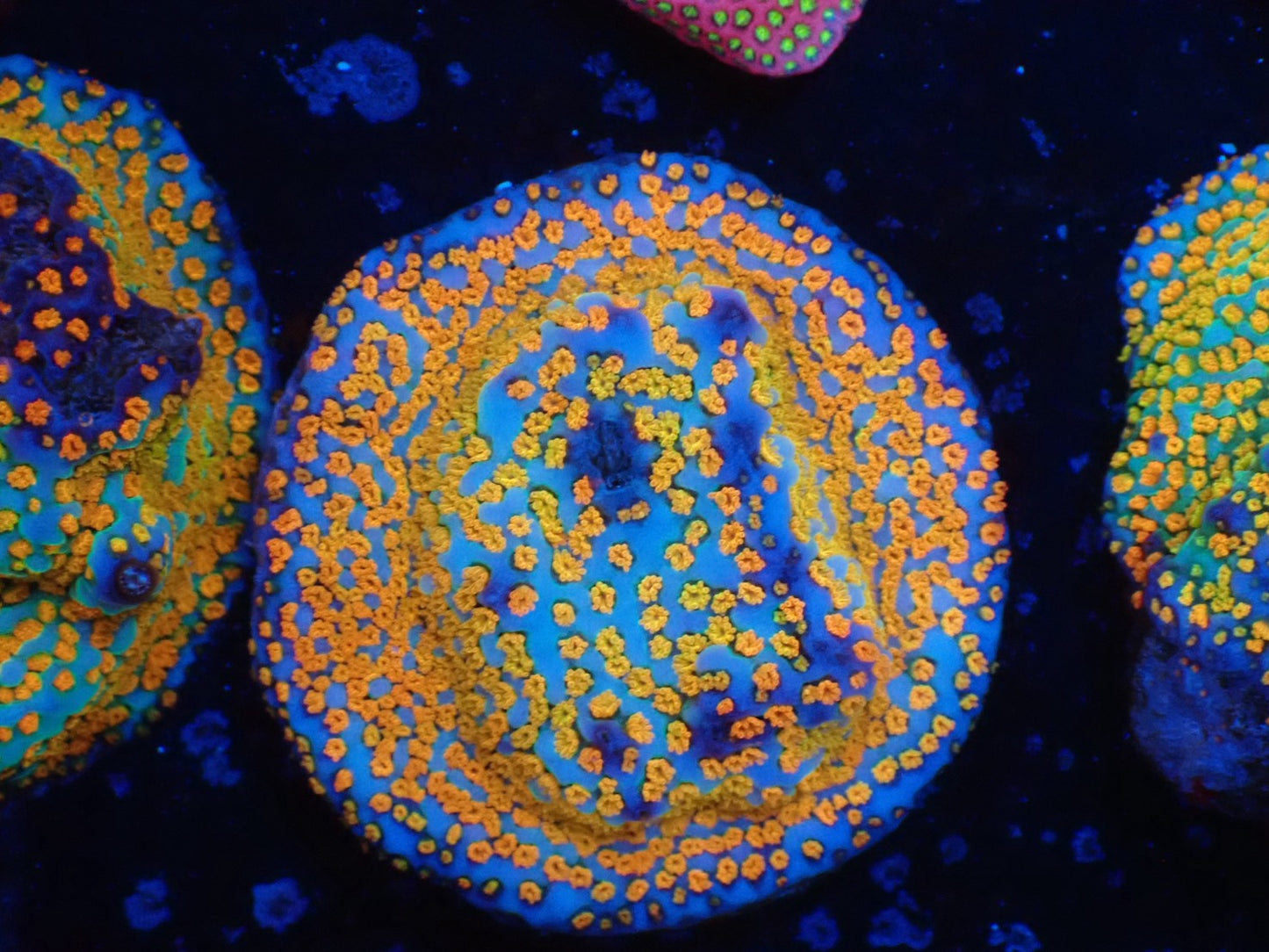 お得フラグ3個体セット