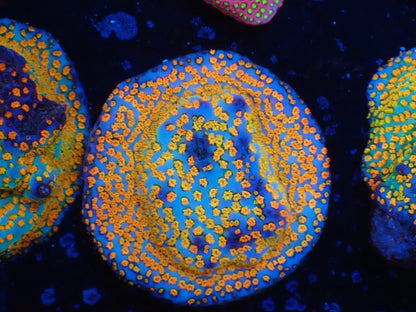 お得フラグ3個体セット