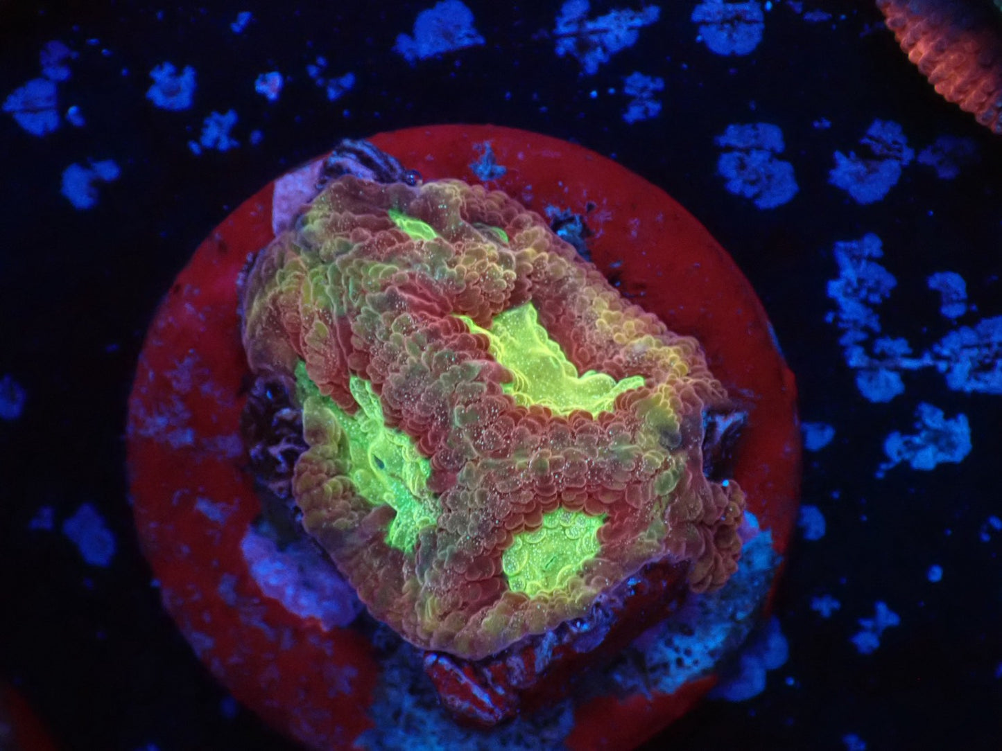 お得フラグ3個体セット