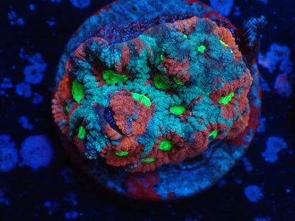 お得フラグ3個体セット