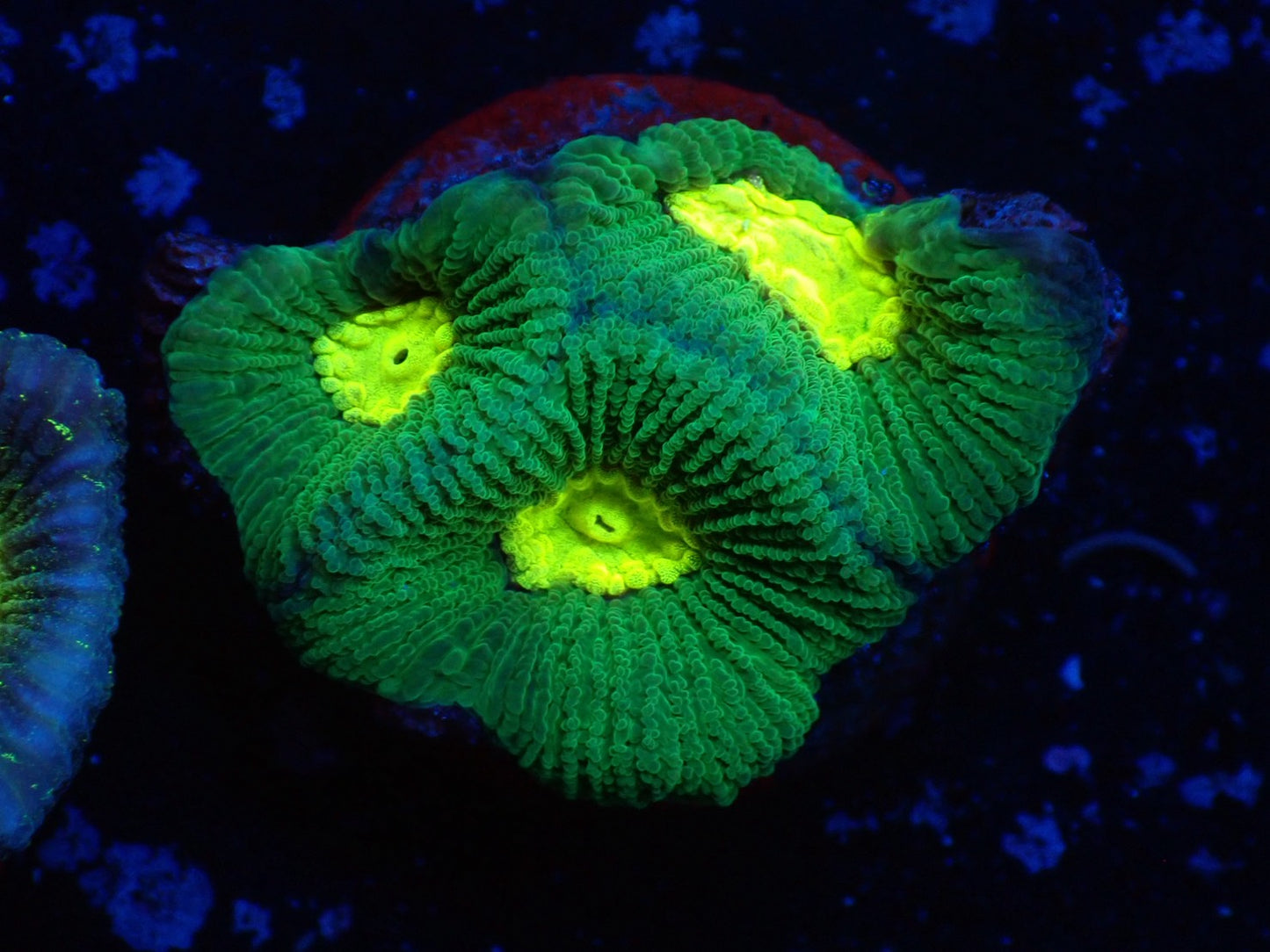 お得フラグ3個体セット