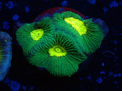 お得フラグ3個体セット