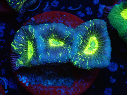 お得フラグ3個体セット