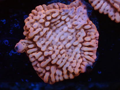 お得フラグ3個体セット