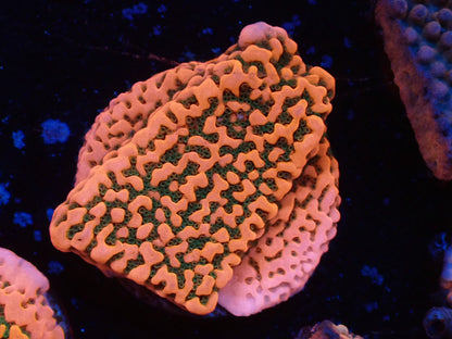 お得フラグ3個体セット