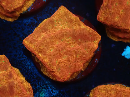 お得フラグ3個体セット