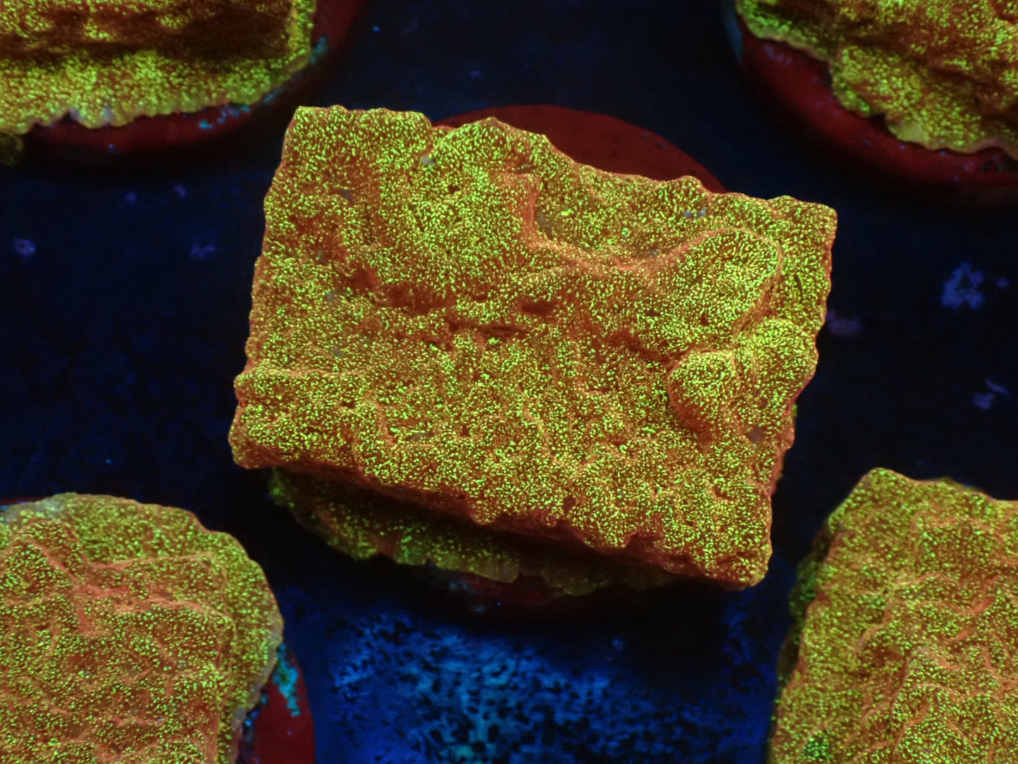 お得フラグ3個体セット