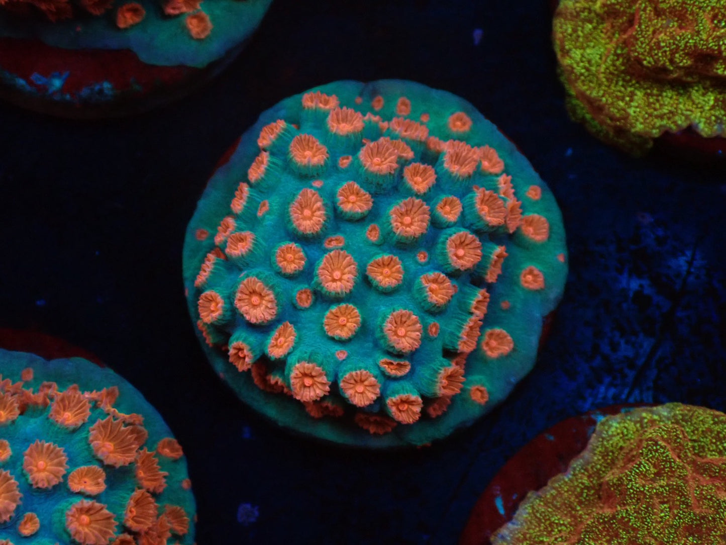 お得フラグ3個体セット