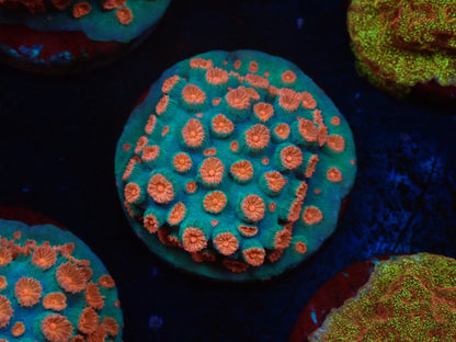 お得フラグ3個体セット