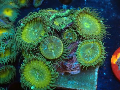 イワスナギンチャク