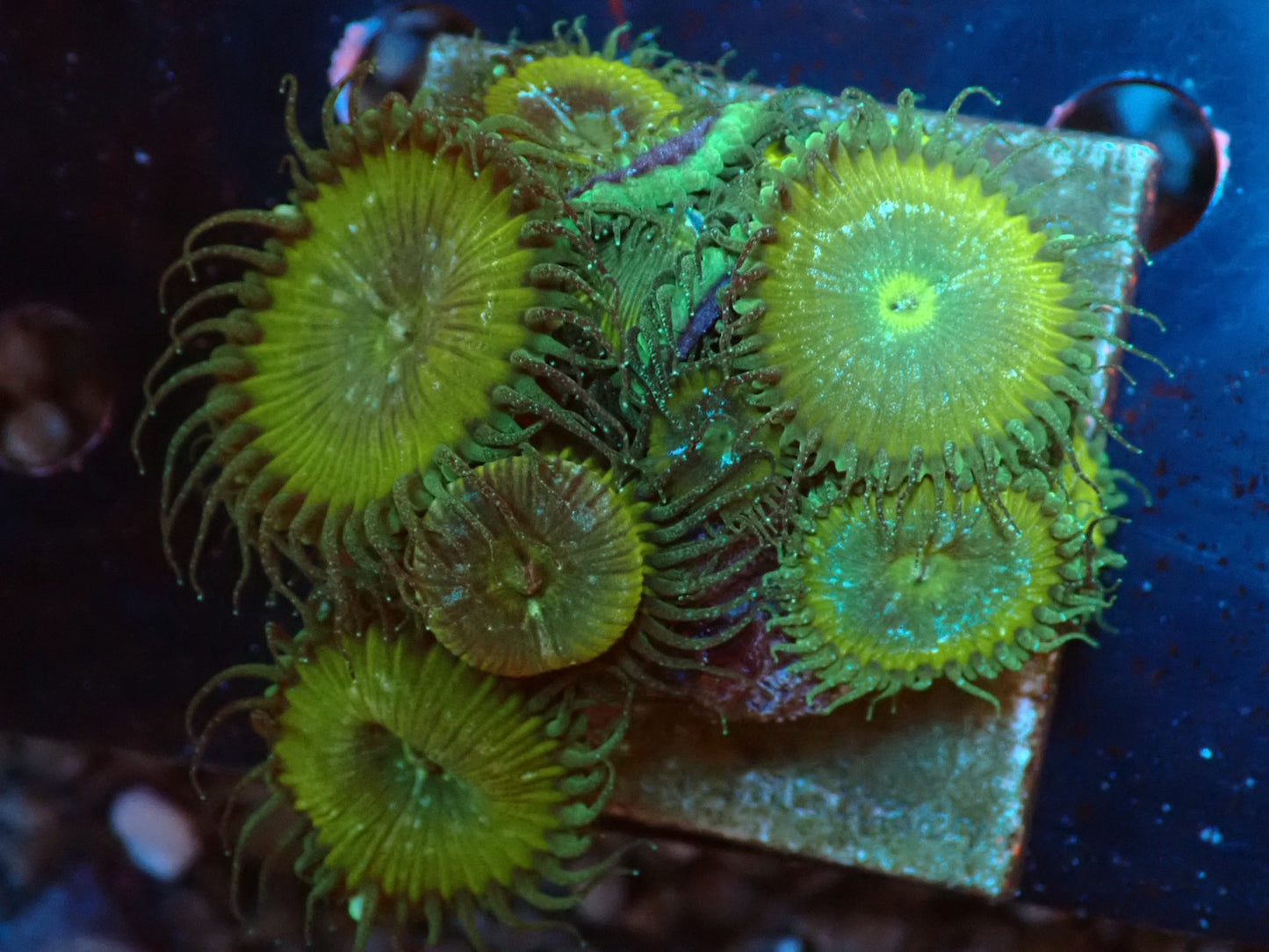 イワスナギンチャク