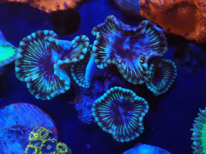 サンゾアシッド複数ポリプ
