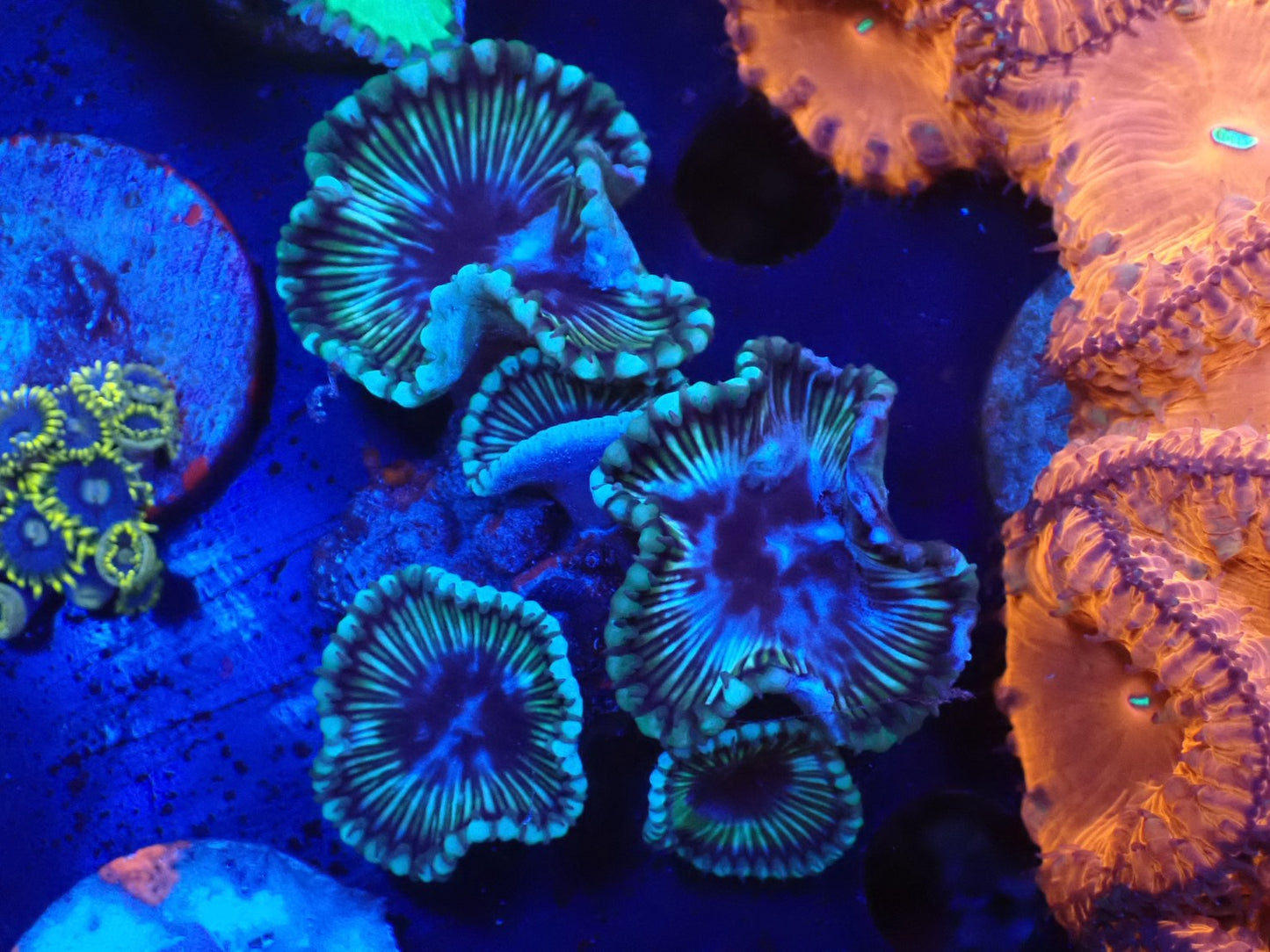 サンゾアシッド複数ポリプ