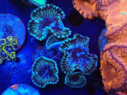 サンゾアシッド複数ポリプ