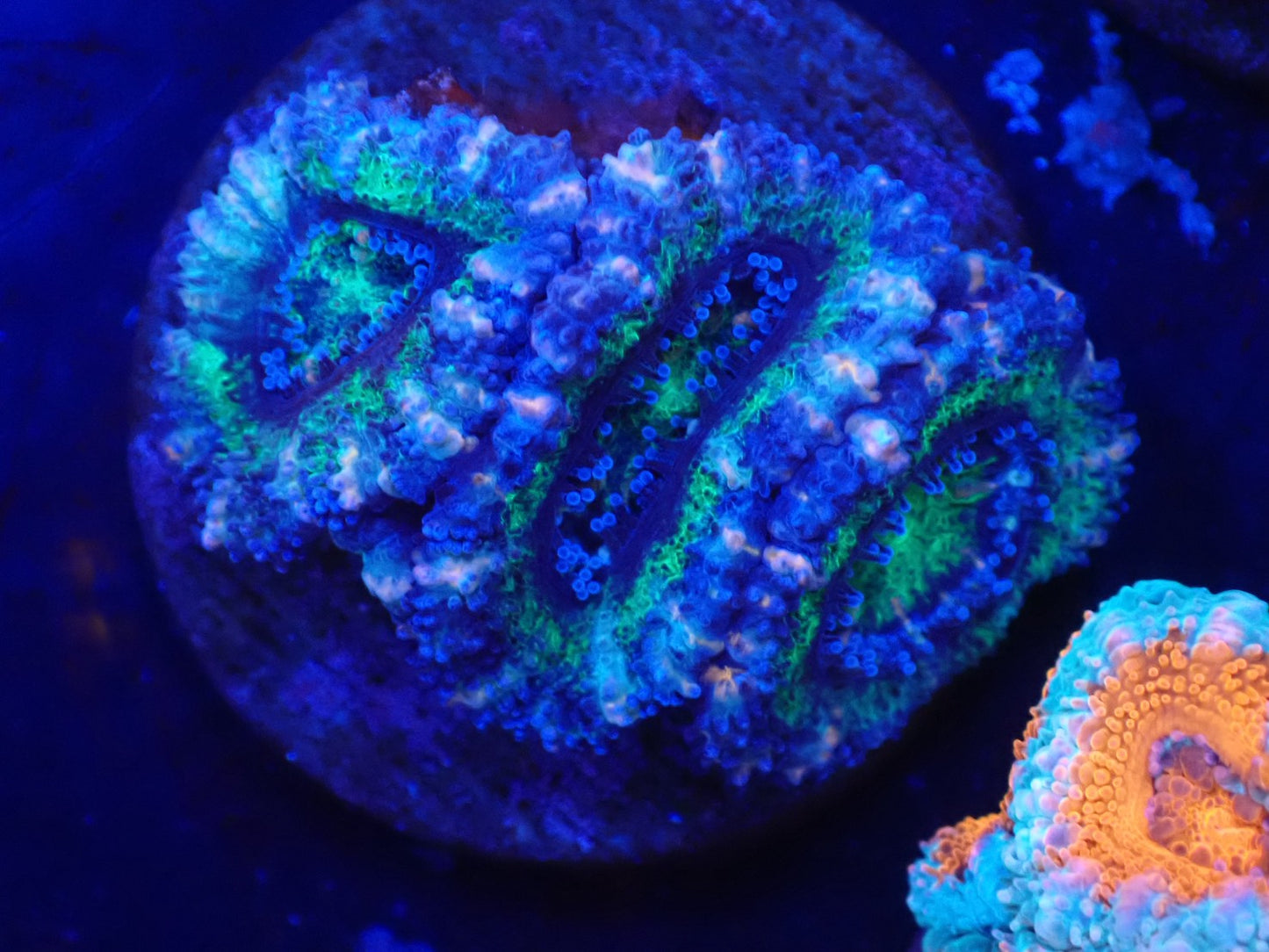 オーストラリア産カクオオトゲキクメイシフラグ04