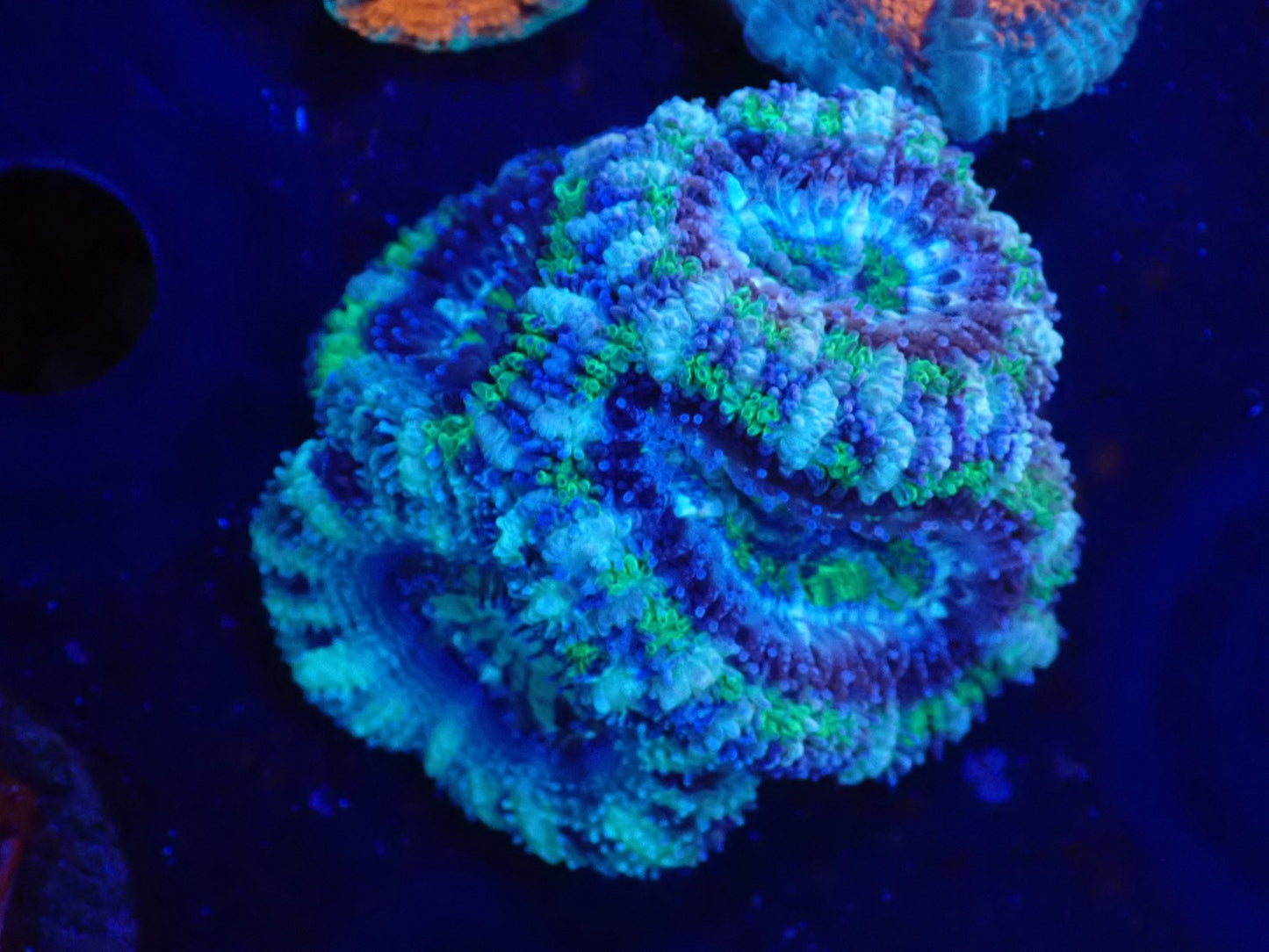 オーストラリア産カクオオトゲキクメイシフラグ06