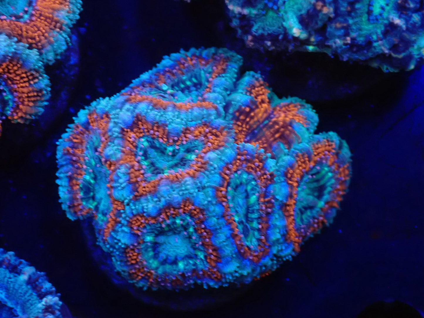 オーストラリア産カクオオトゲキクメイシフラグ07