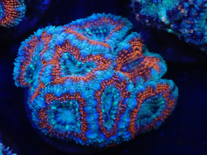 オーストラリア産カクオオトゲキクメイシフラグ07