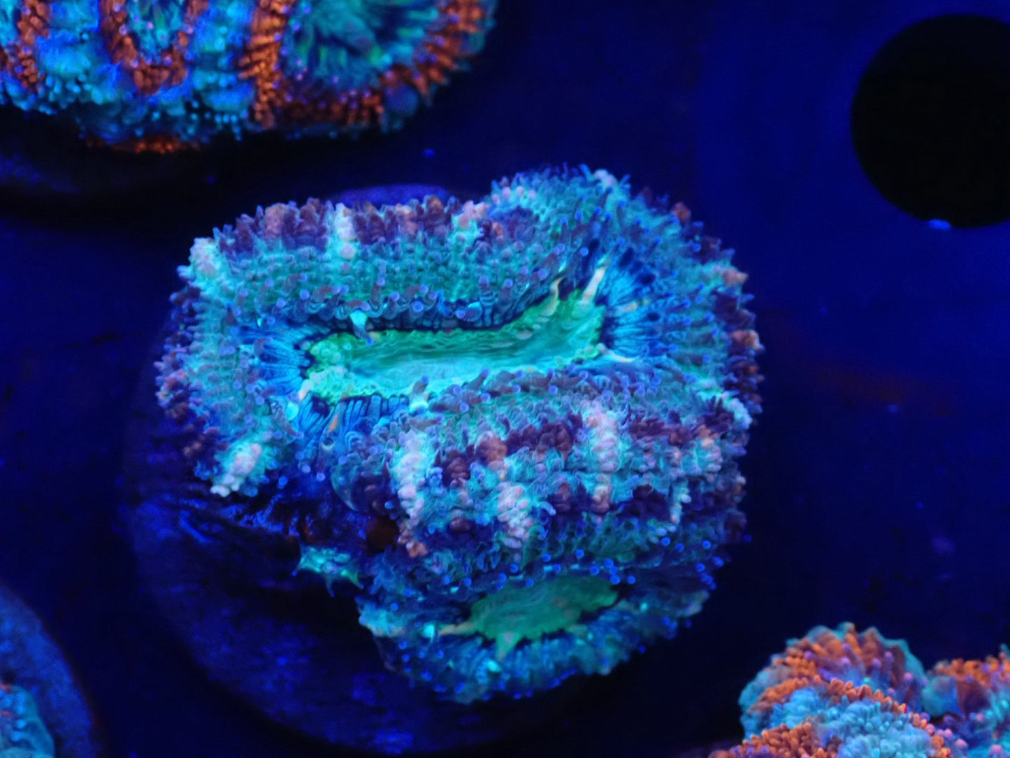 オーストラリア産カクオオトゲキクメイシフラグ08