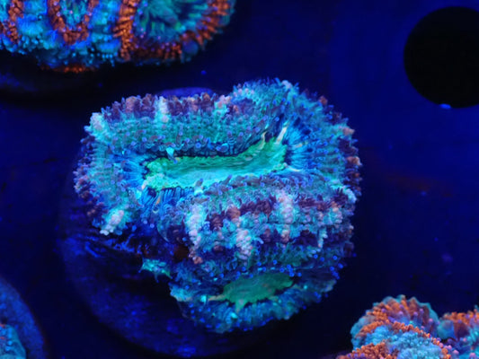 オーストラリア産カクオオトゲキクメイシフラグ08