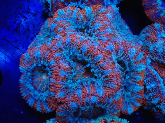 オーストラリア産カクオオトゲキクメイシフラグ09