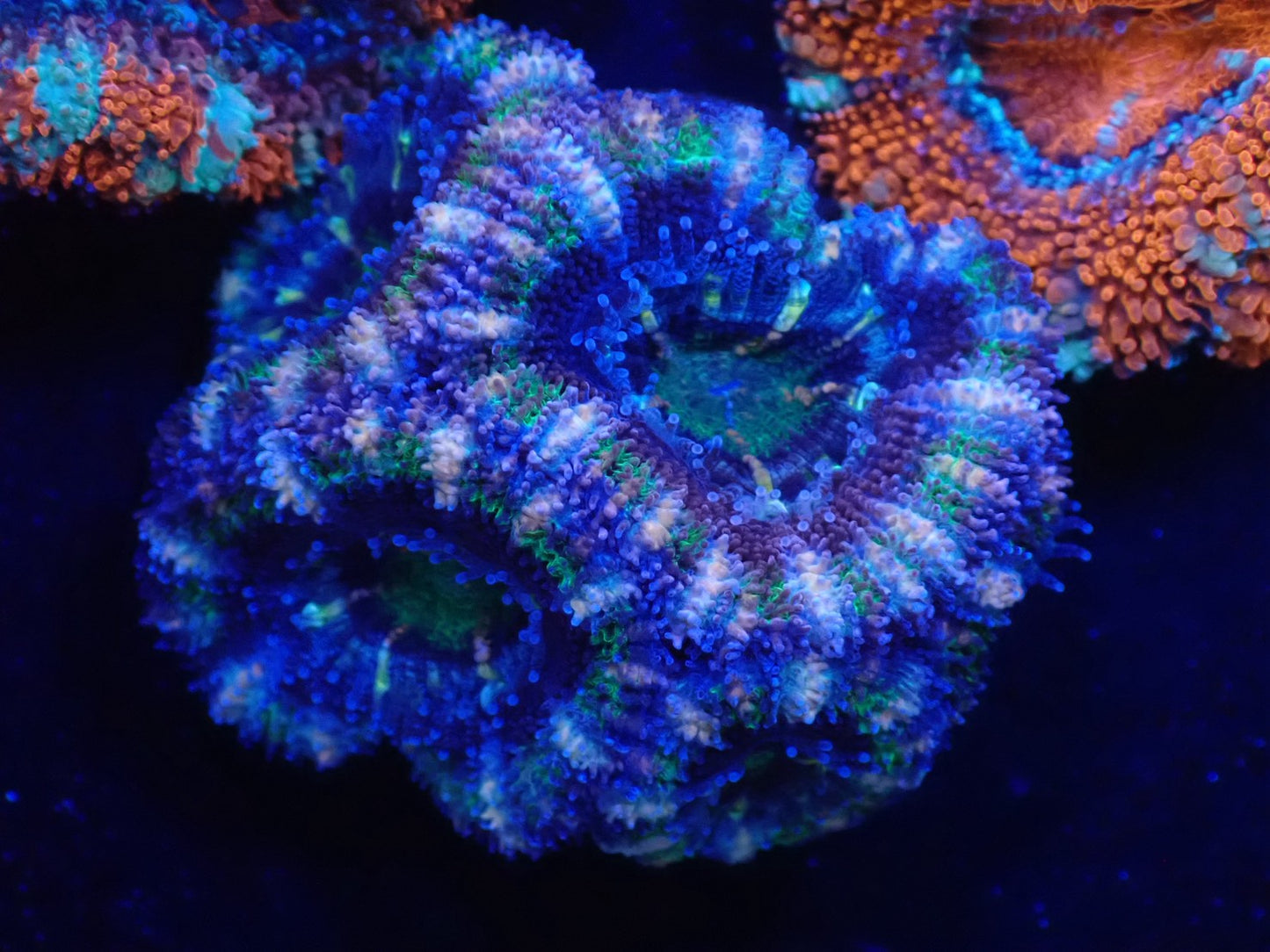 オーストラリア産カクオオトゲキクメイシフラグ010