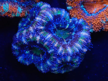 オーストラリア産カクオオトゲキクメイシフラグ010