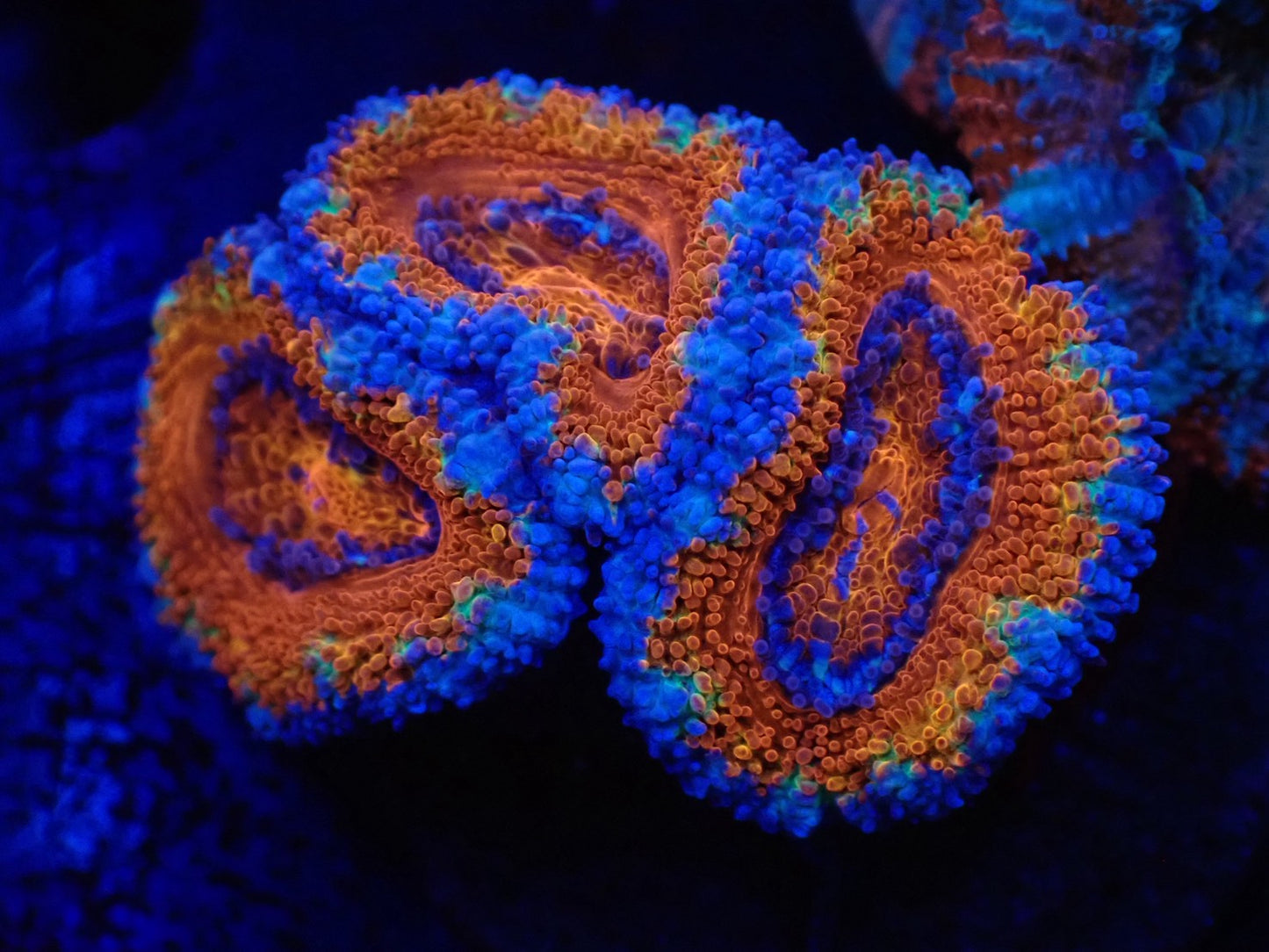 オーストラリア産カクオオトゲキクメイシフラグ011