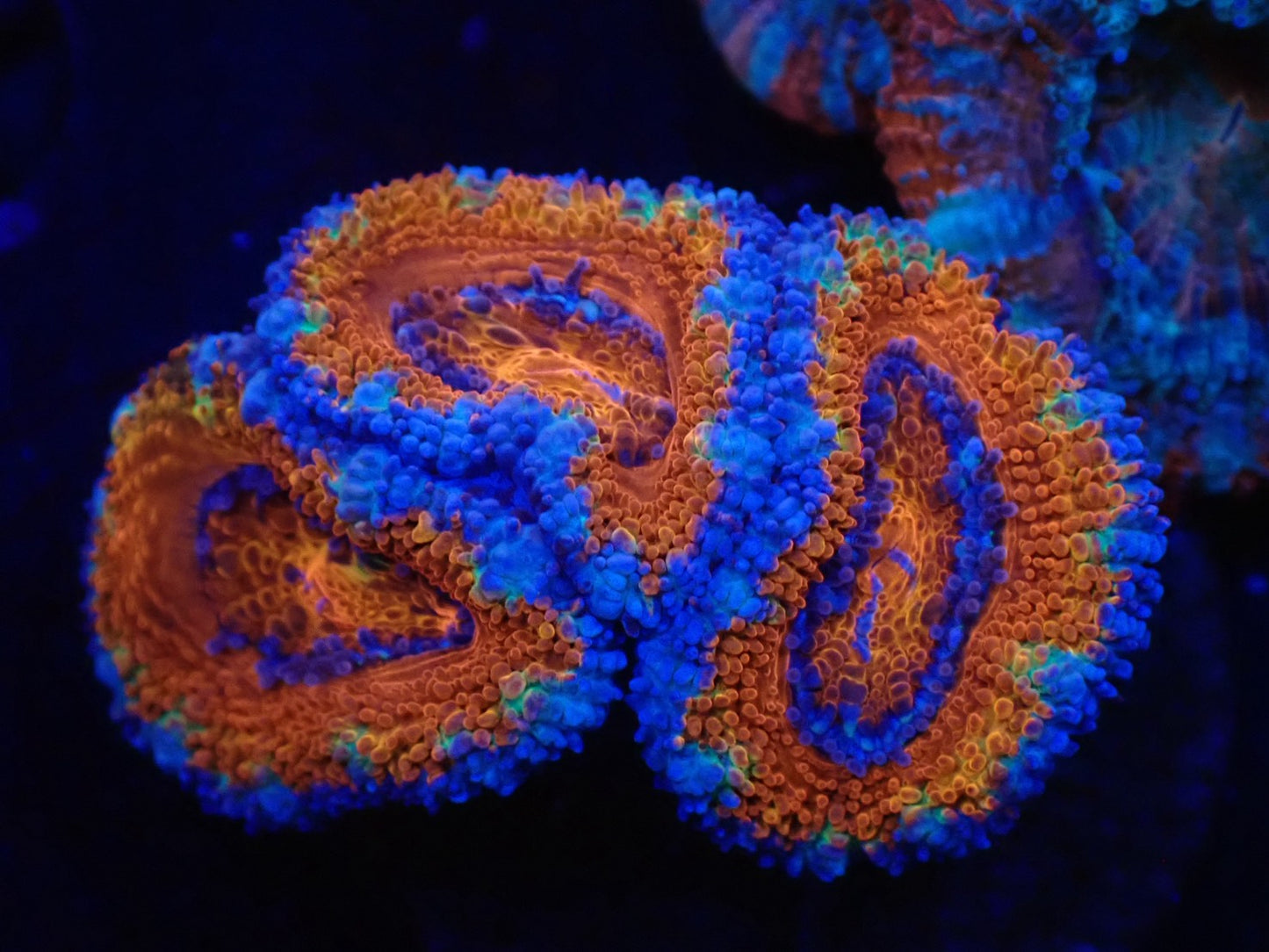 オーストラリア産カクオオトゲキクメイシフラグ011