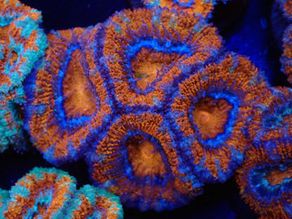 オーストラリア産カクオオトゲキクメイシフラグ015