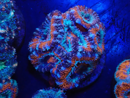 オーストラリア産カクオオトゲキクメイシフラグ016