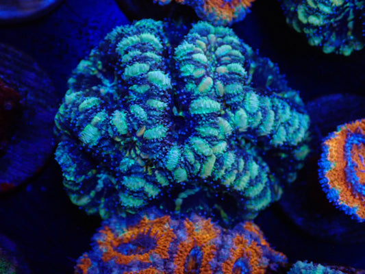 オーストラリア産カクオオトゲキクメイシフラグ018