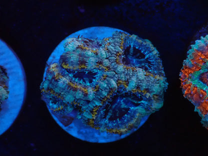 オーストラリア産カクオオトゲキクメイシフラグ019