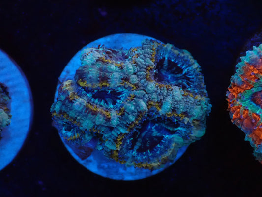 オーストラリア産カクオオトゲキクメイシフラグ019